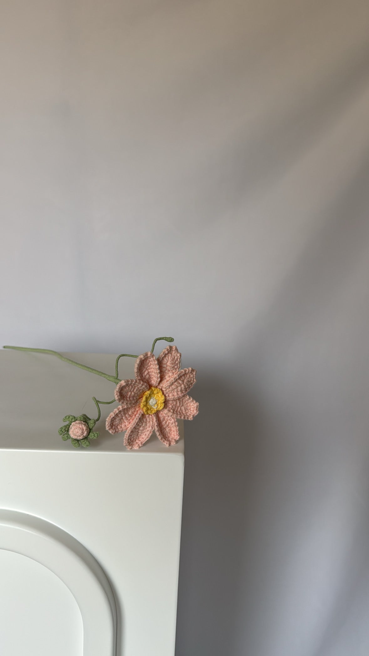 pink daisy flower