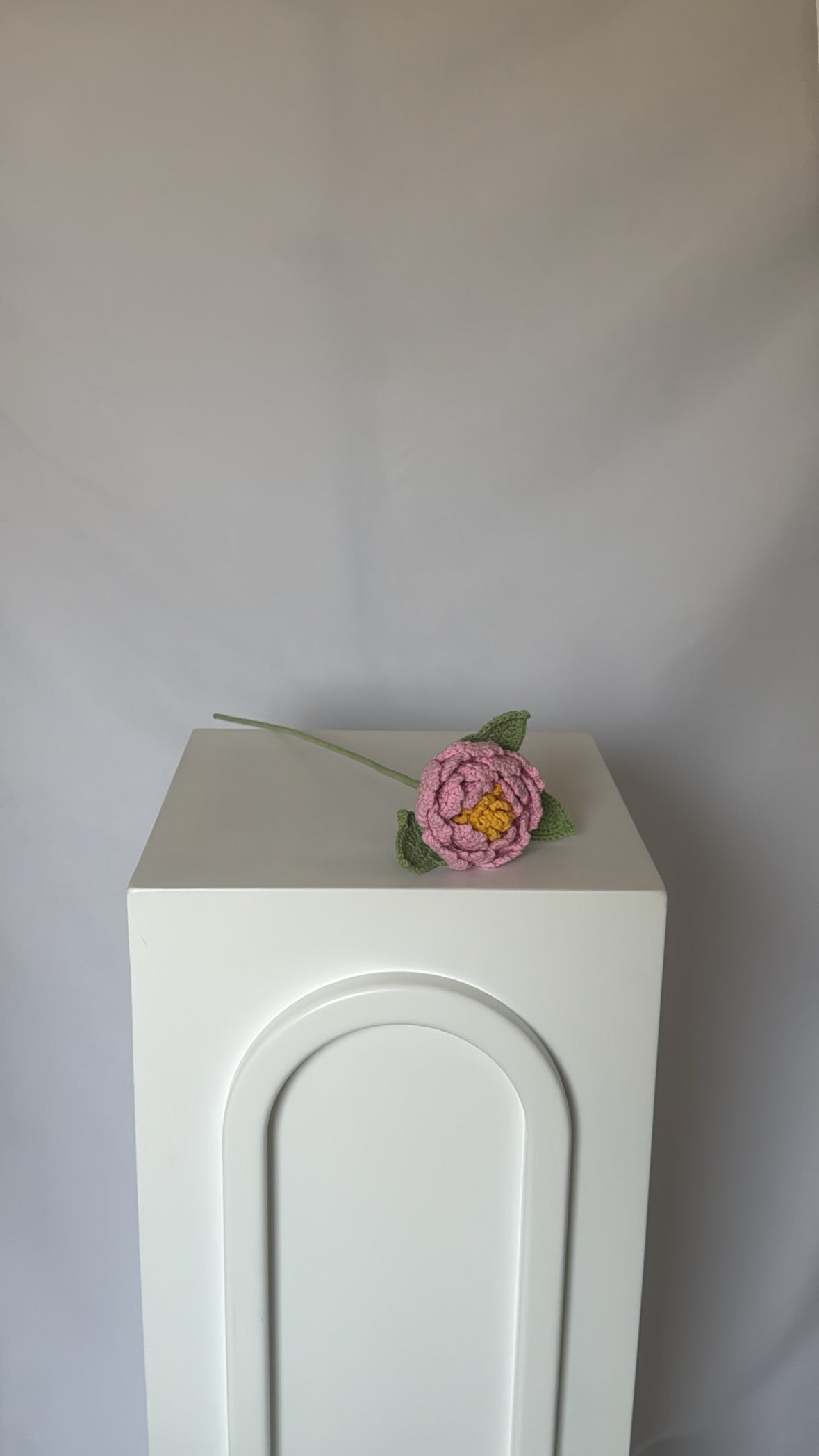 rosy pink peony