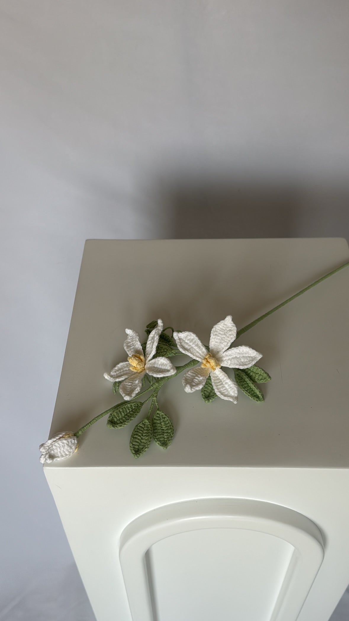 jasmine flower