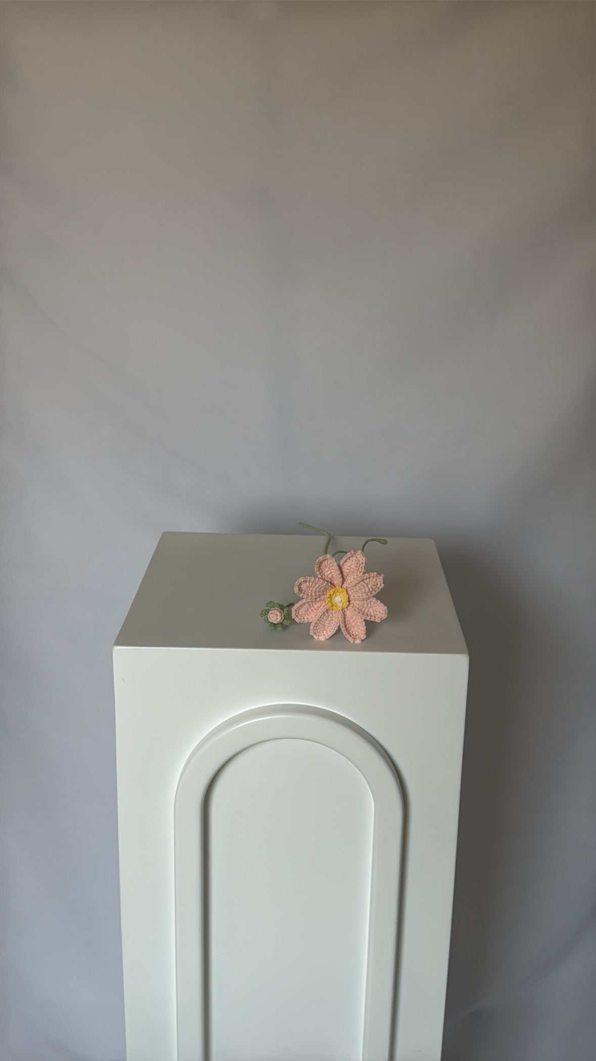 pink daisy flower