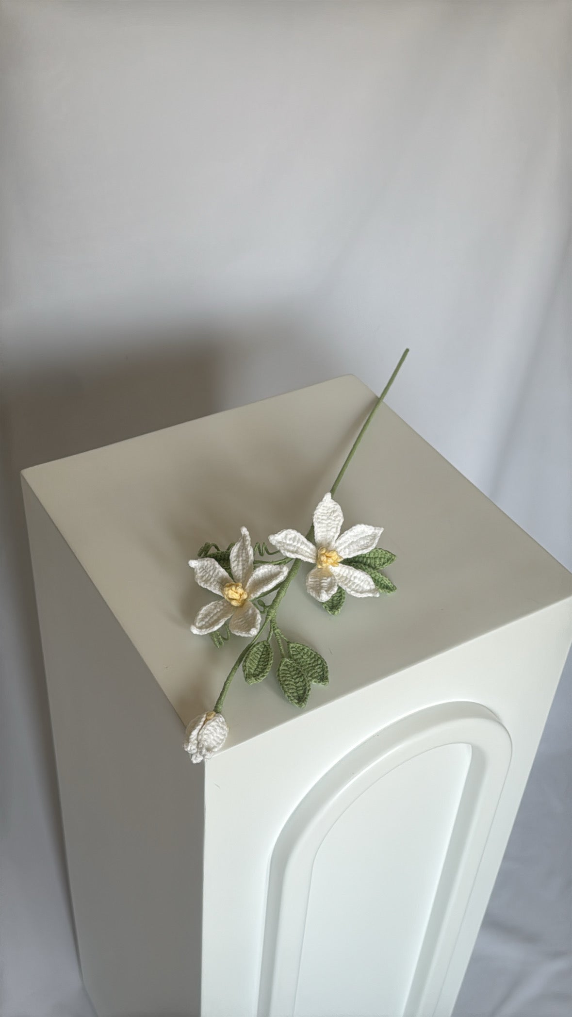 jasmine flower